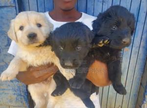 1-3 months Male Purebred Labrador Retriever - main view