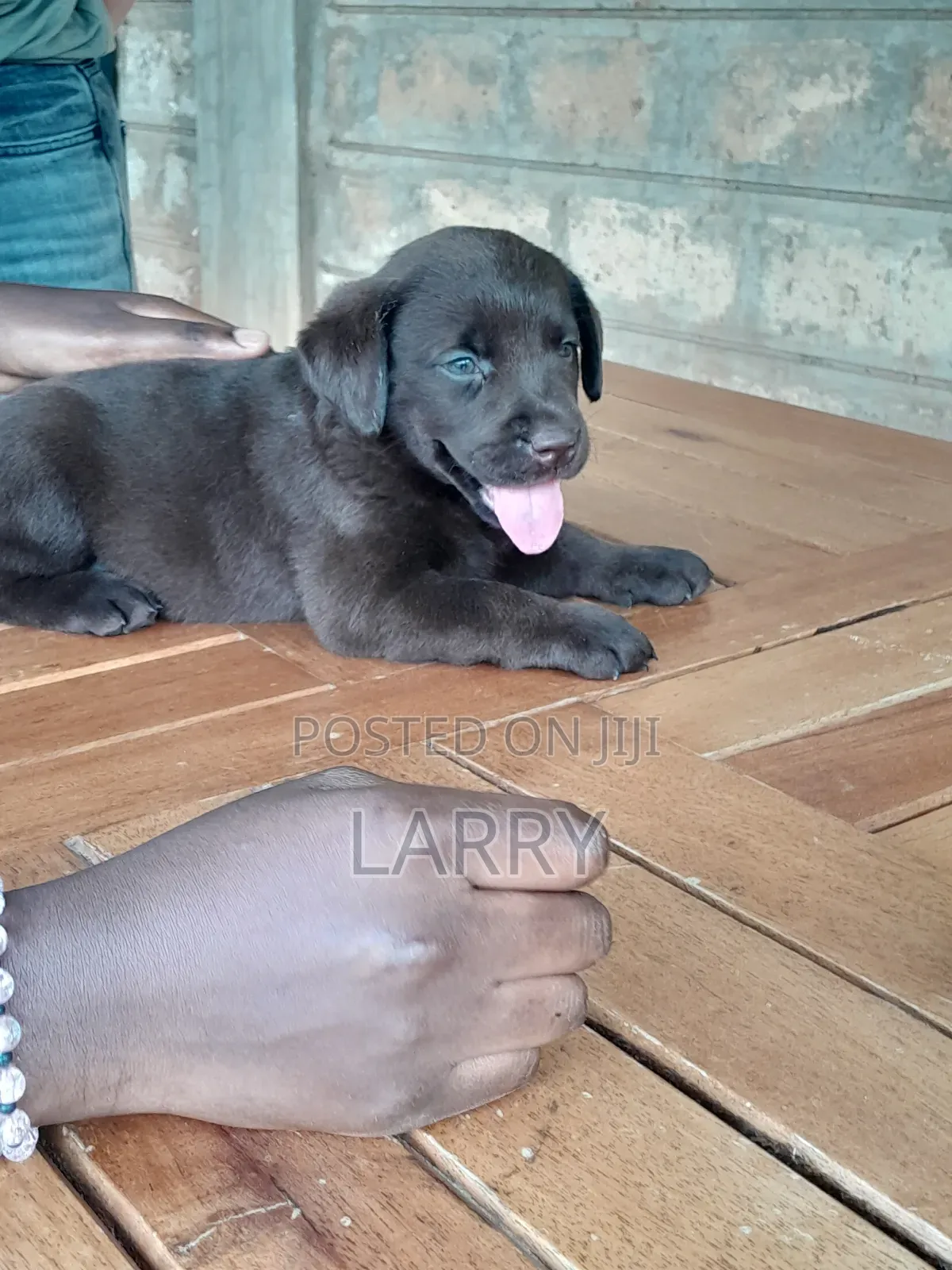 1-3 months Female Purebred Labrador Retriever
