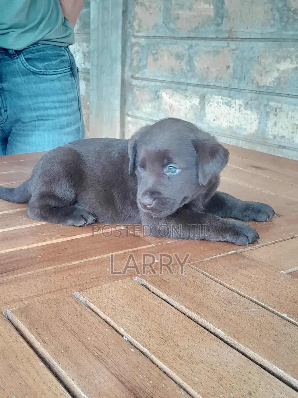 1-3 months Female Purebred Labrador Retriever