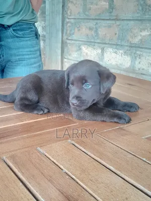 1-3 months Female Purebred Labrador Retriever