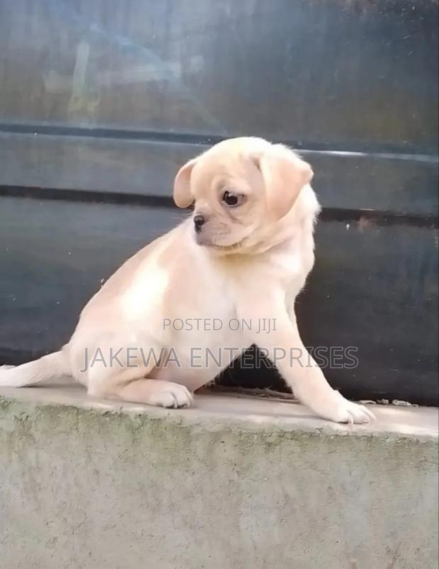 1-3 months Male Purebred Pug