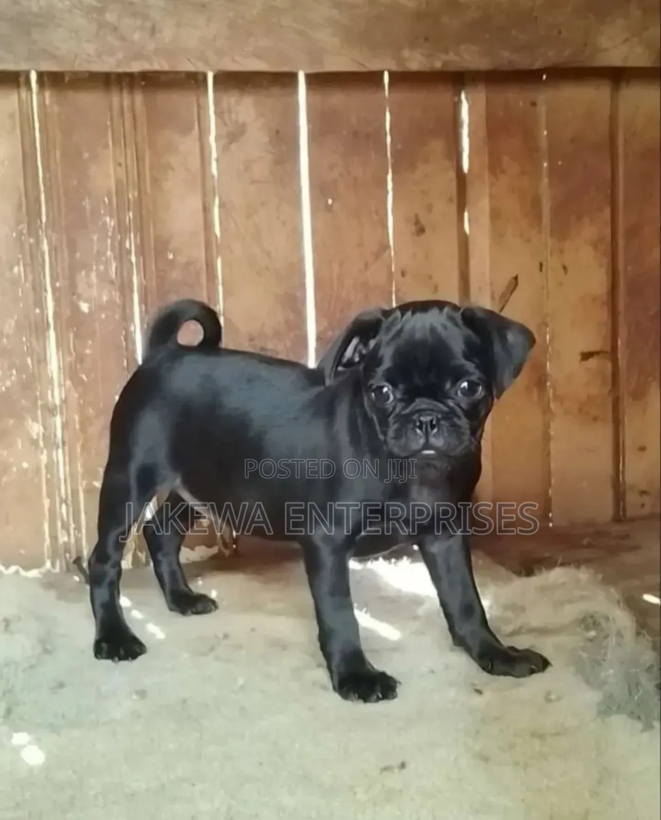 3-6 months Male Purebred Pug