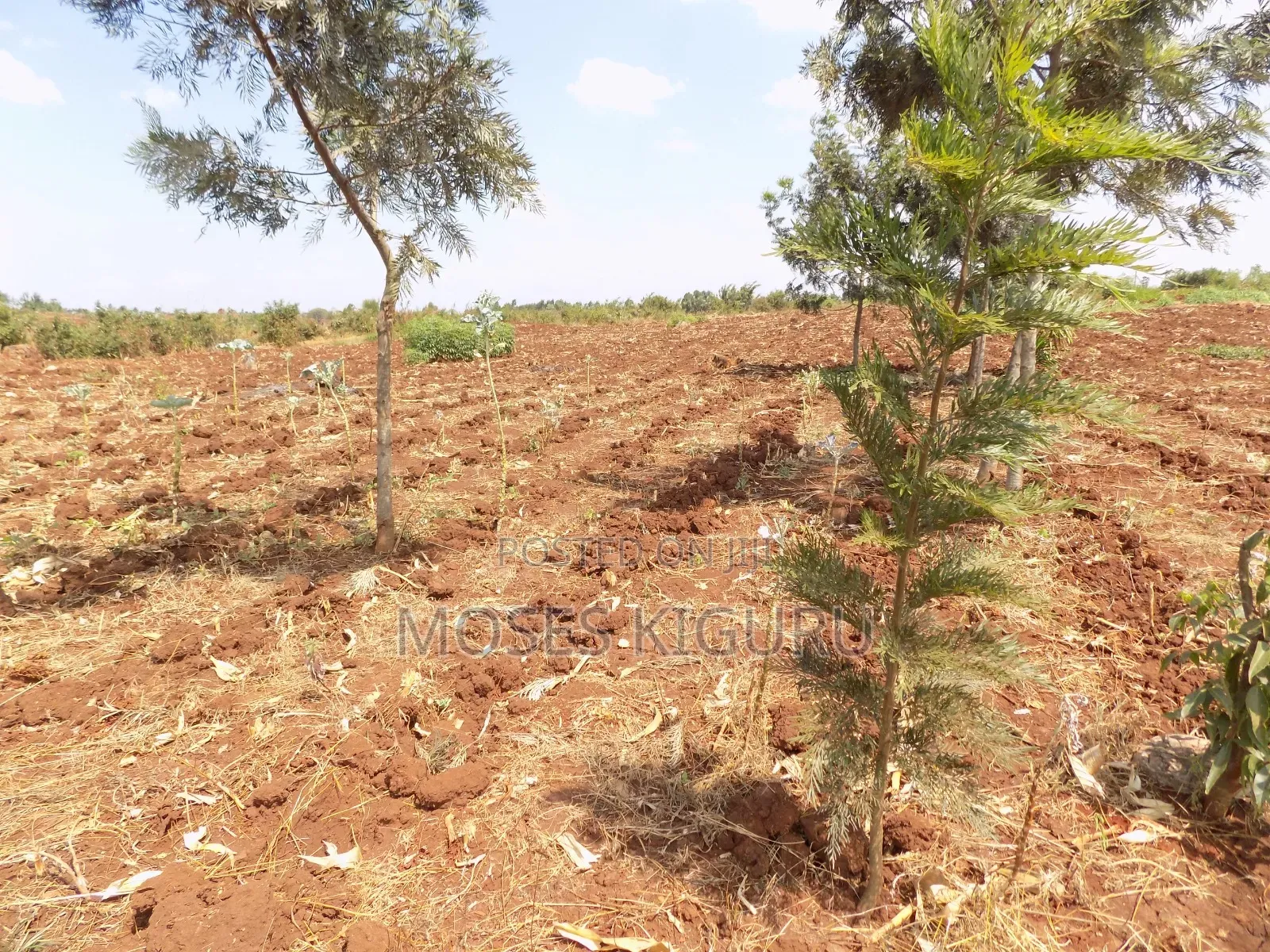 Kangema Farms 50x100 Plots.
