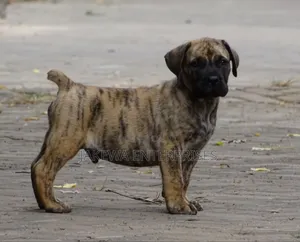 1-3 months Male Purebred Boerboel