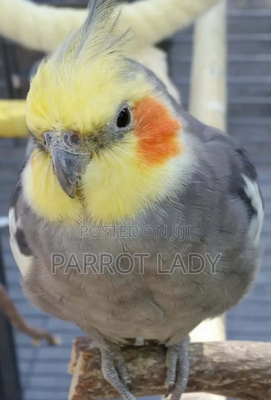 Trained Cockatiels