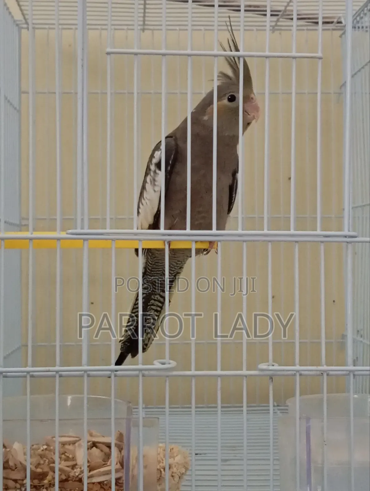 Trained Cockatiels