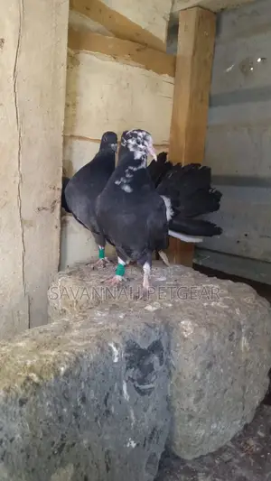 Black Fantail Pigeons - Pair