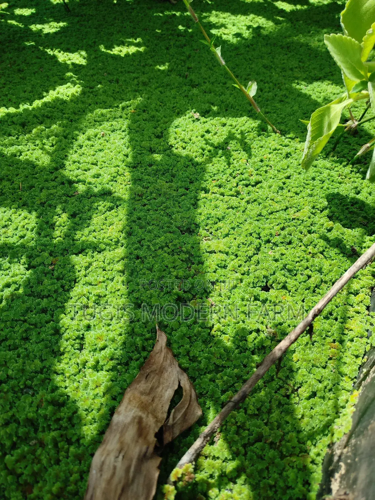 Best Azolla Seedlings in Kenya - 2000 Ml