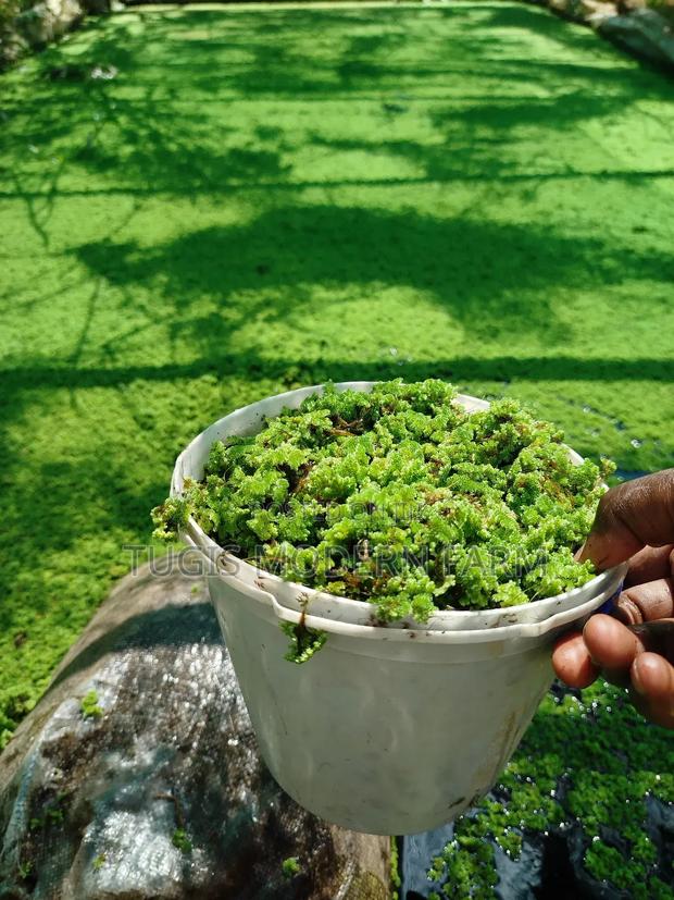 Best Azolla Seedlings in Kenya - 2000 Ml - thumbnail 2
