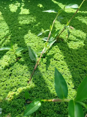 Best Azolla Fluffy Azolla for Replanting - 2000 Ml
