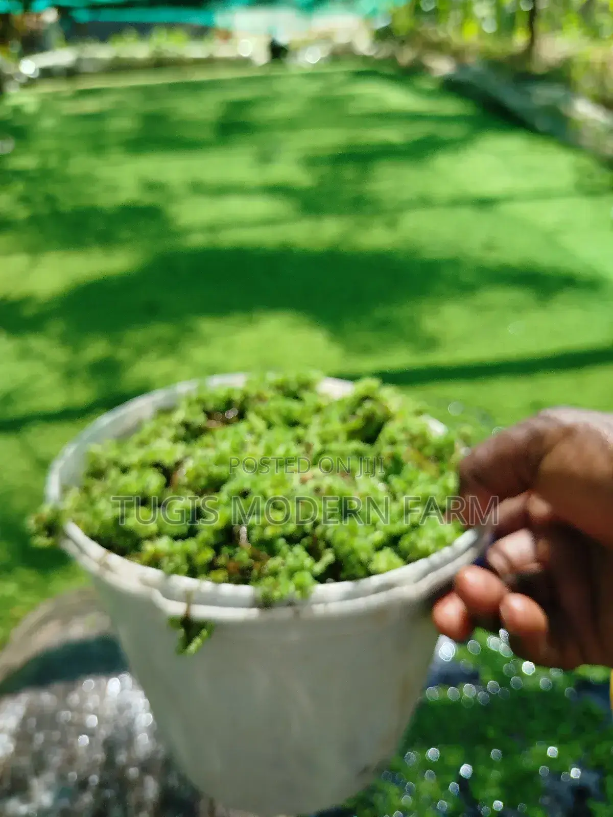 Best Azolla Fluffy Azolla for Replanting - 2000 Ml