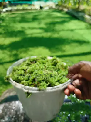 Best Azolla Fluffy Azolla for Replanting - 2000 Ml