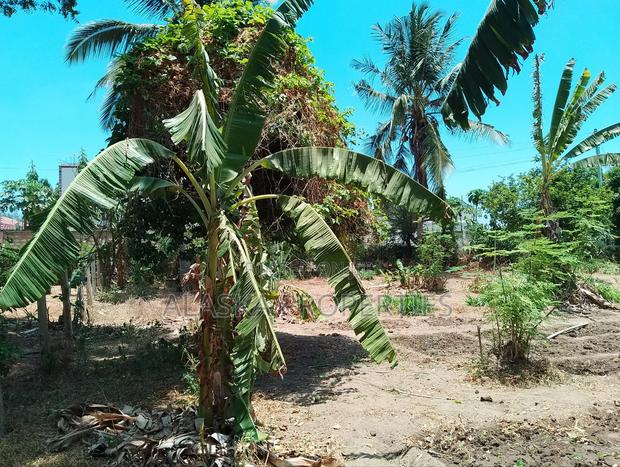 50by100 Prime Plot for Sale in Majaoni - thumbnail 5