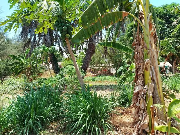 50by100 Prime Plot for Sale in Majaoni - thumbnail 8