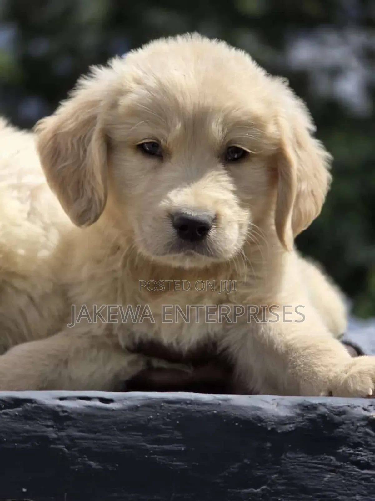 1-3 months Female Purebred Golden Retriever