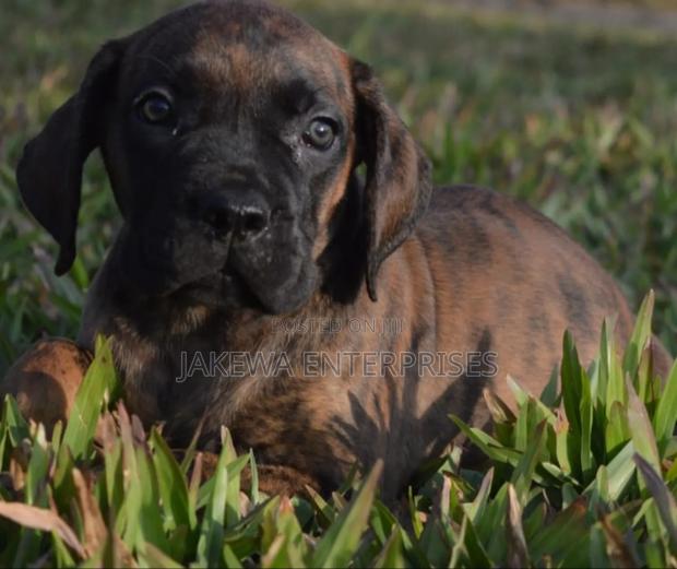 1-3 months Female Purebred Boerboel
