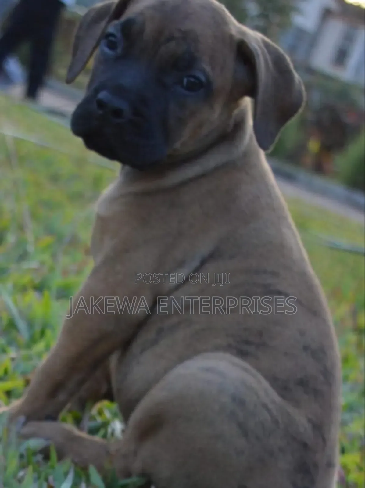 1-3 months Female Purebred Boerboel