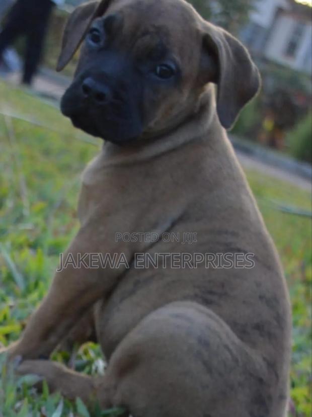 1-3 months Female Purebred Boerboel
