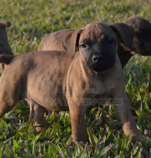 1-3 months Male Purebred Boerboel