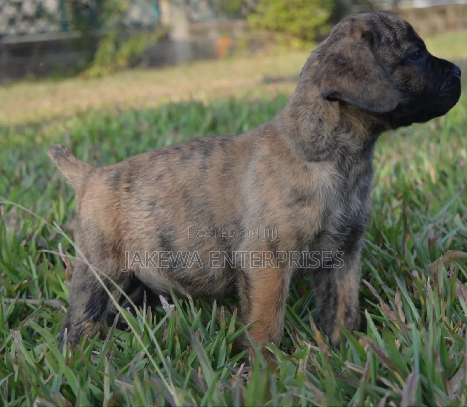 1-3 months Male Purebred Boerboel