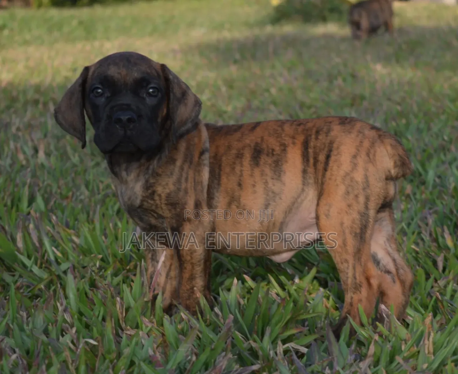 1-3 months Female Purebred Boerboel