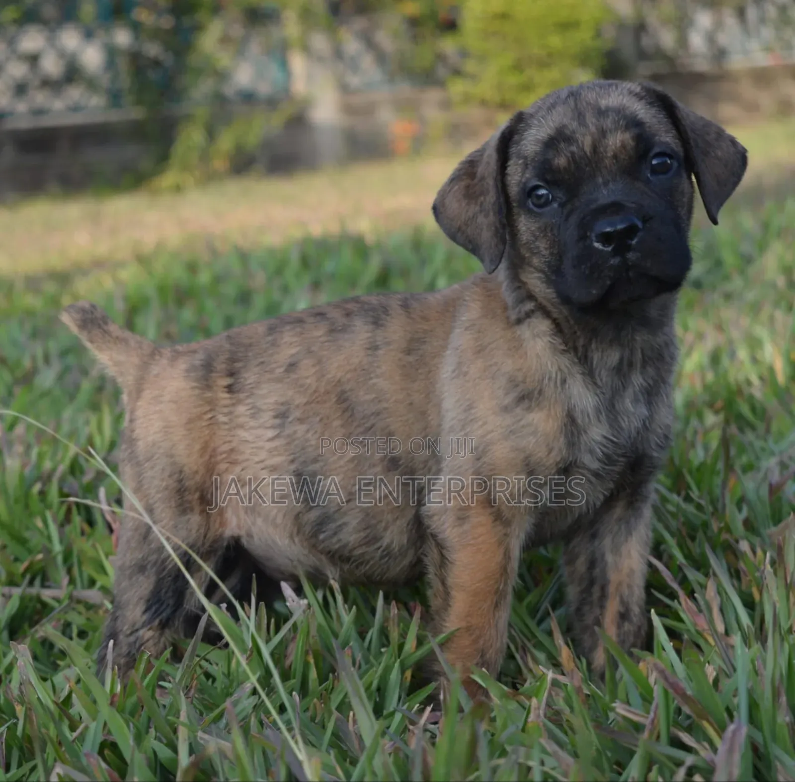1-3 months Male Purebred Boerboel