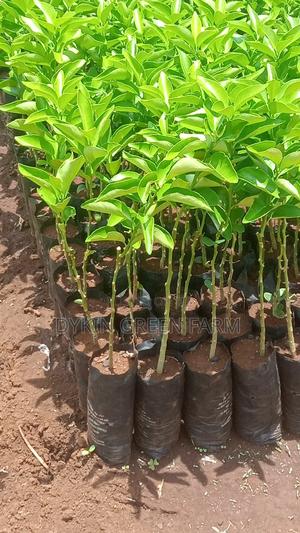 Grafted Pixie Oranges - main view