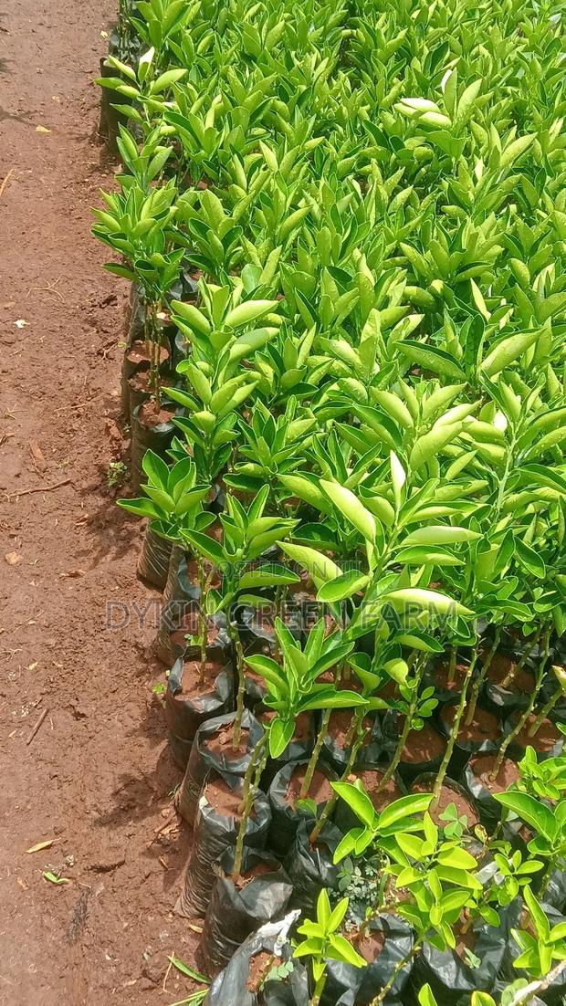 Grafted Pixie Oranges - thumbnail 2