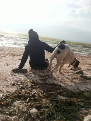 1+ year Male Purebred American Pit Bull Terrier
