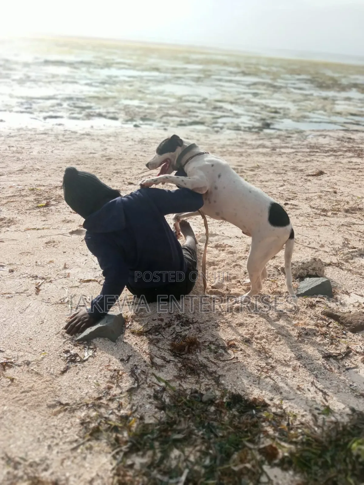 1+ year Male Purebred American Pit Bull Terrier