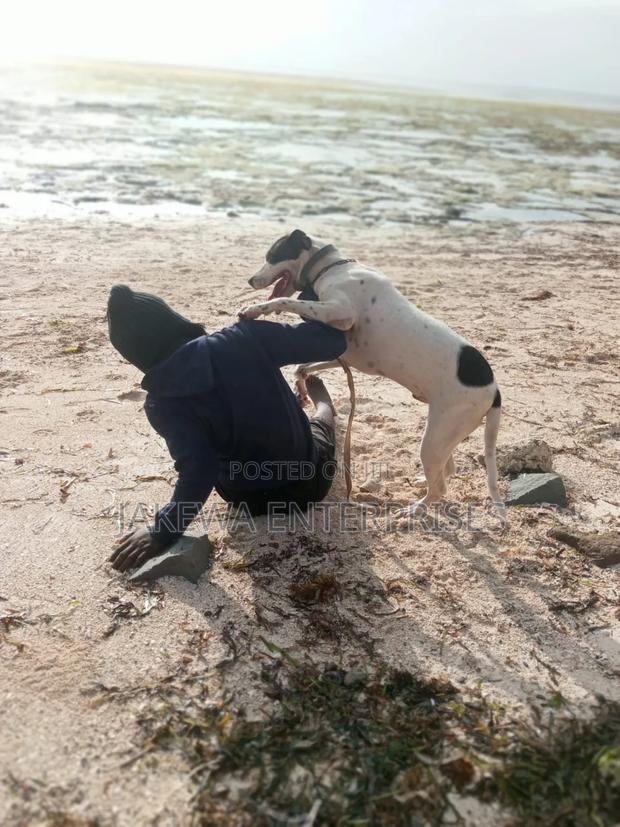 1+ year Male Purebred American Pit Bull Terrier
