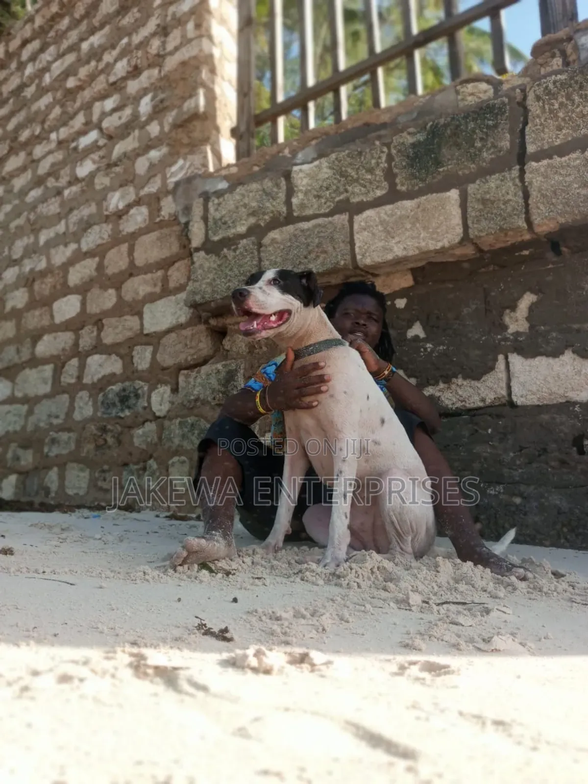 1+ year Male Purebred American Pit Bull Terrier