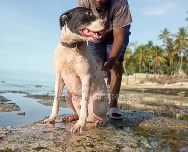 1+ year Male Purebred American Pit Bull Terrier
