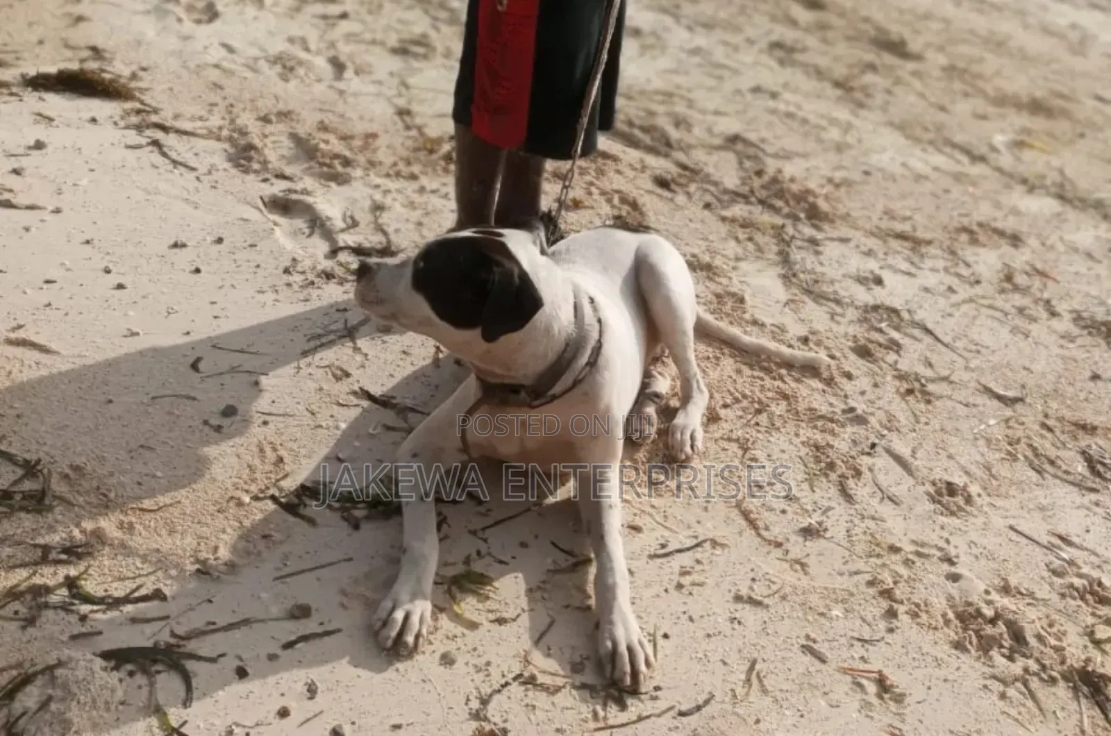 1+ year Male Purebred American Pit Bull Terrier
