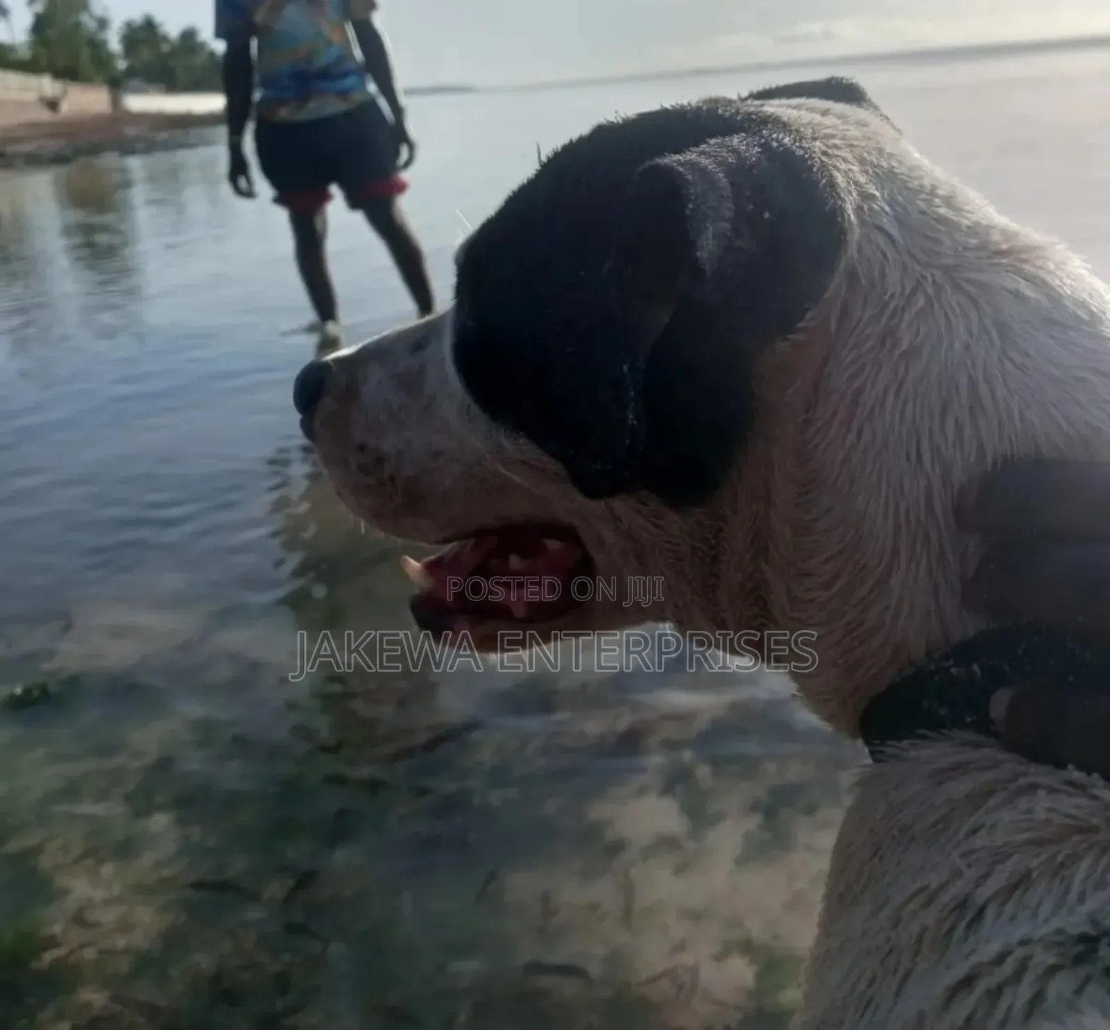 1+ year Male Purebred American Pit Bull Terrier