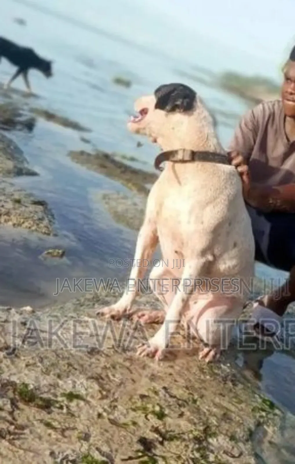 1+ year Male Purebred American Pit Bull Terrier