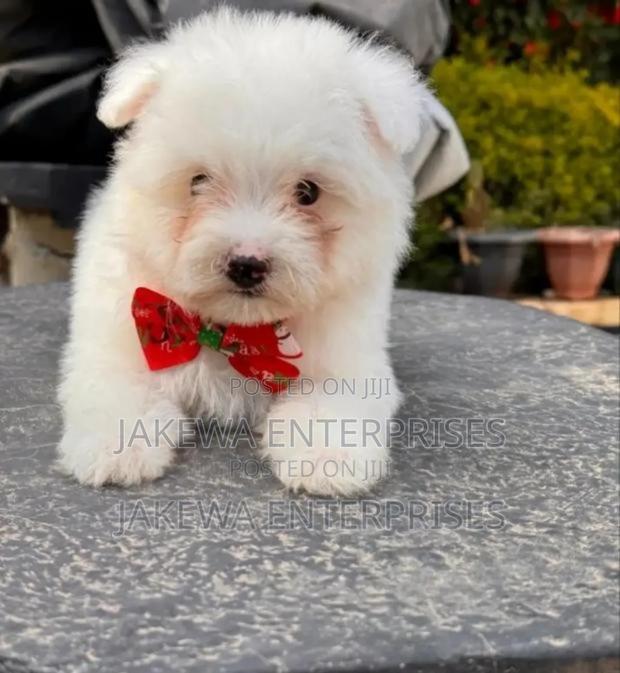 1-3 months Male Purebred Maltese - main view