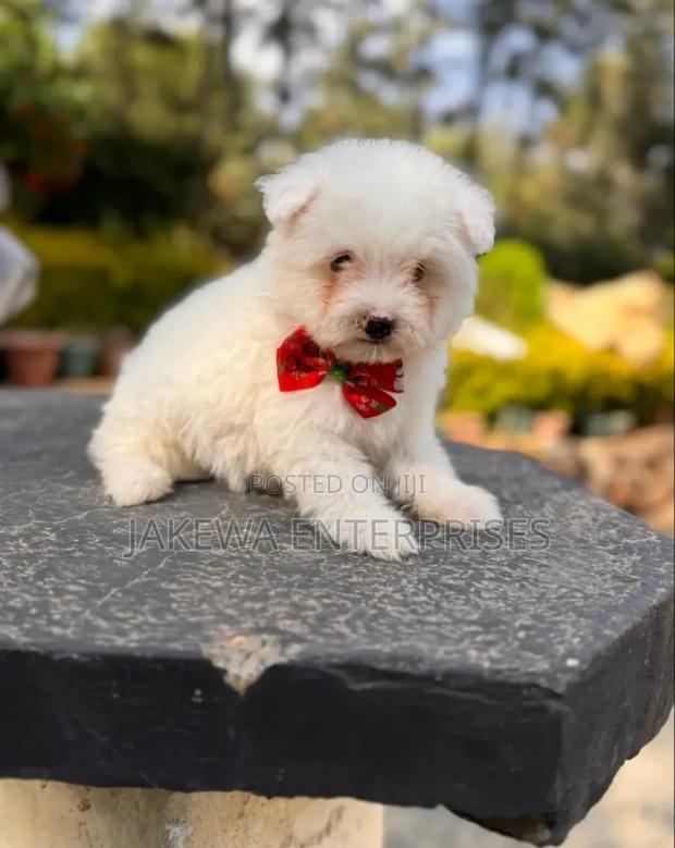 1-3 months Male Purebred Maltese