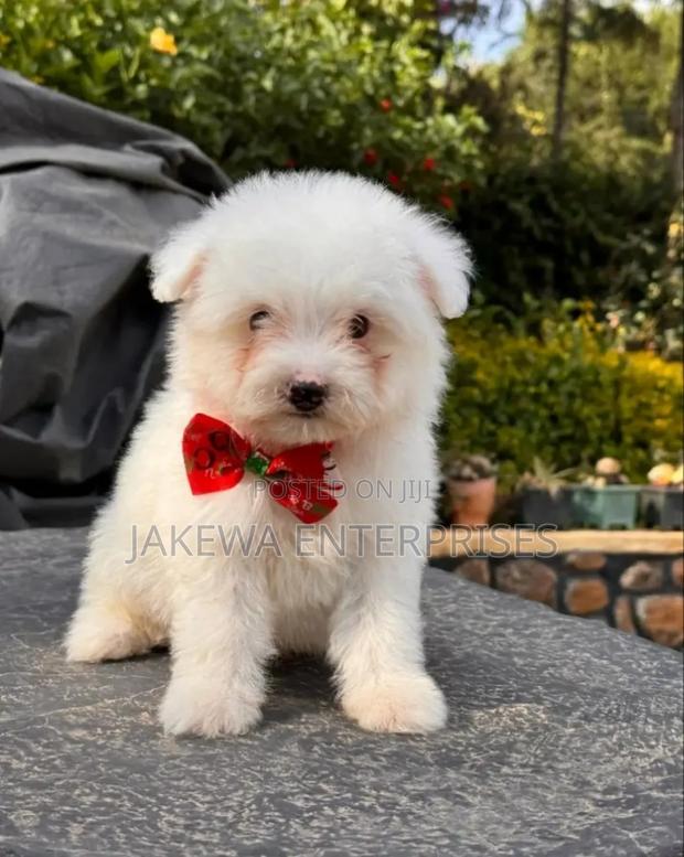 1-3 months Female Purebred Maltese