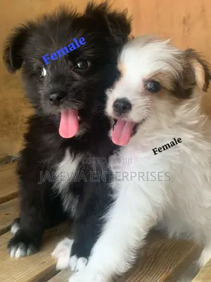 1-3 months Female Purebred Havanese