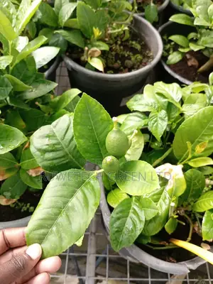 Dwarf Seedless Lemon
