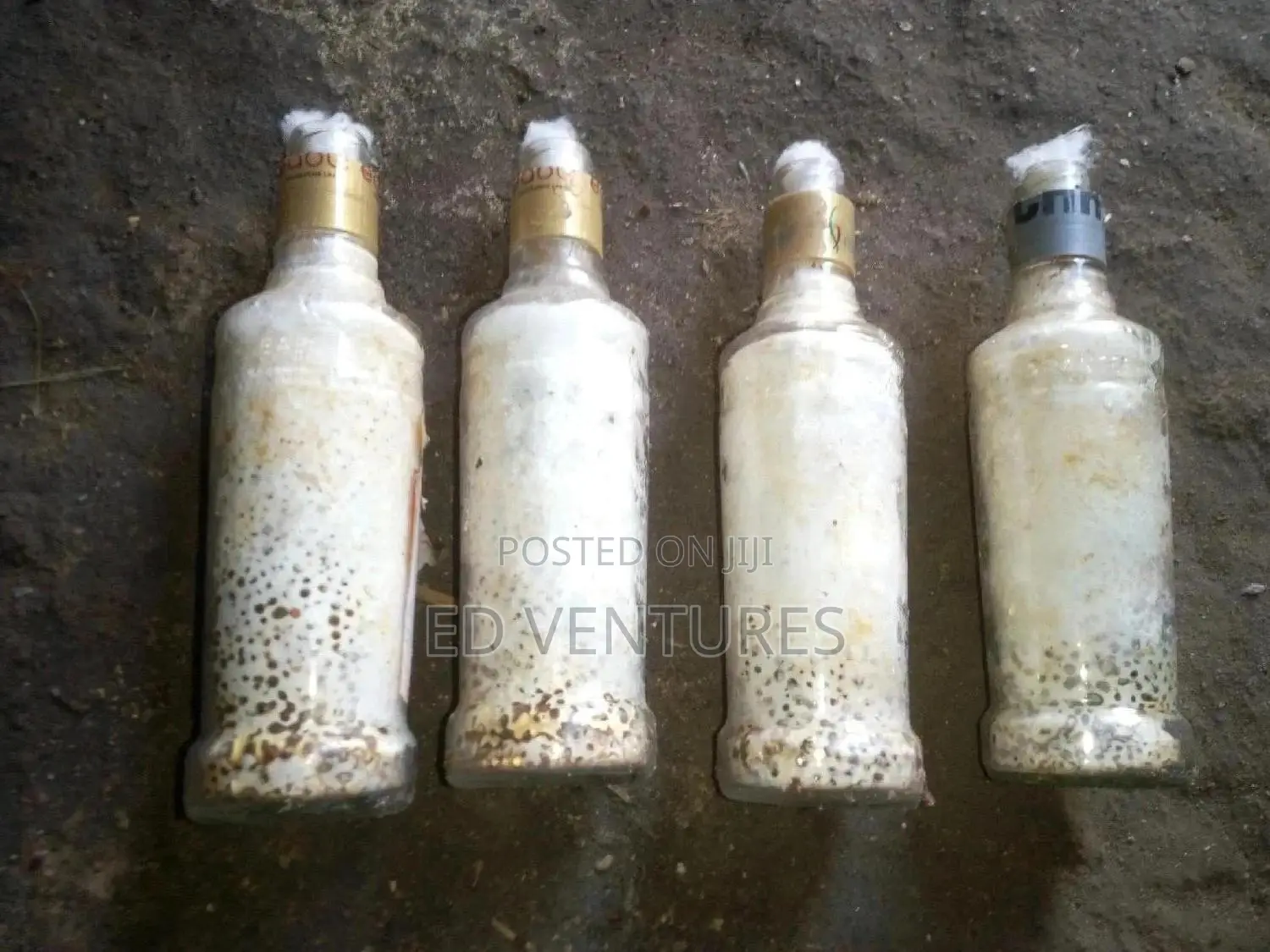 Mushroom Spawns (Seeds Or Grow Kits)