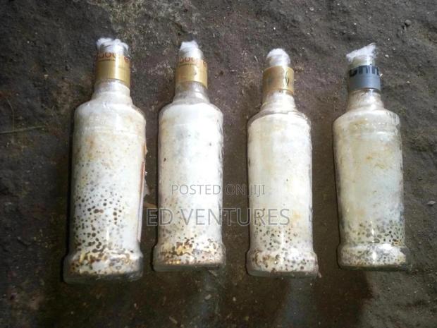 Mushroom Spawns (Seeds Or Grow Kits) - thumbnail 4