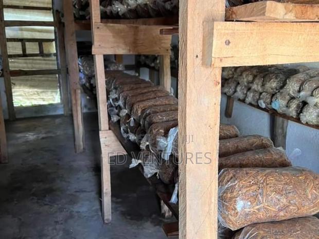 Mushroom Spawns (Seeds Or Grow Kits) - thumbnail 11