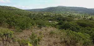 0.25 Acre (100 by 100) for Sale in Ngobit 1.5km From Tarmac