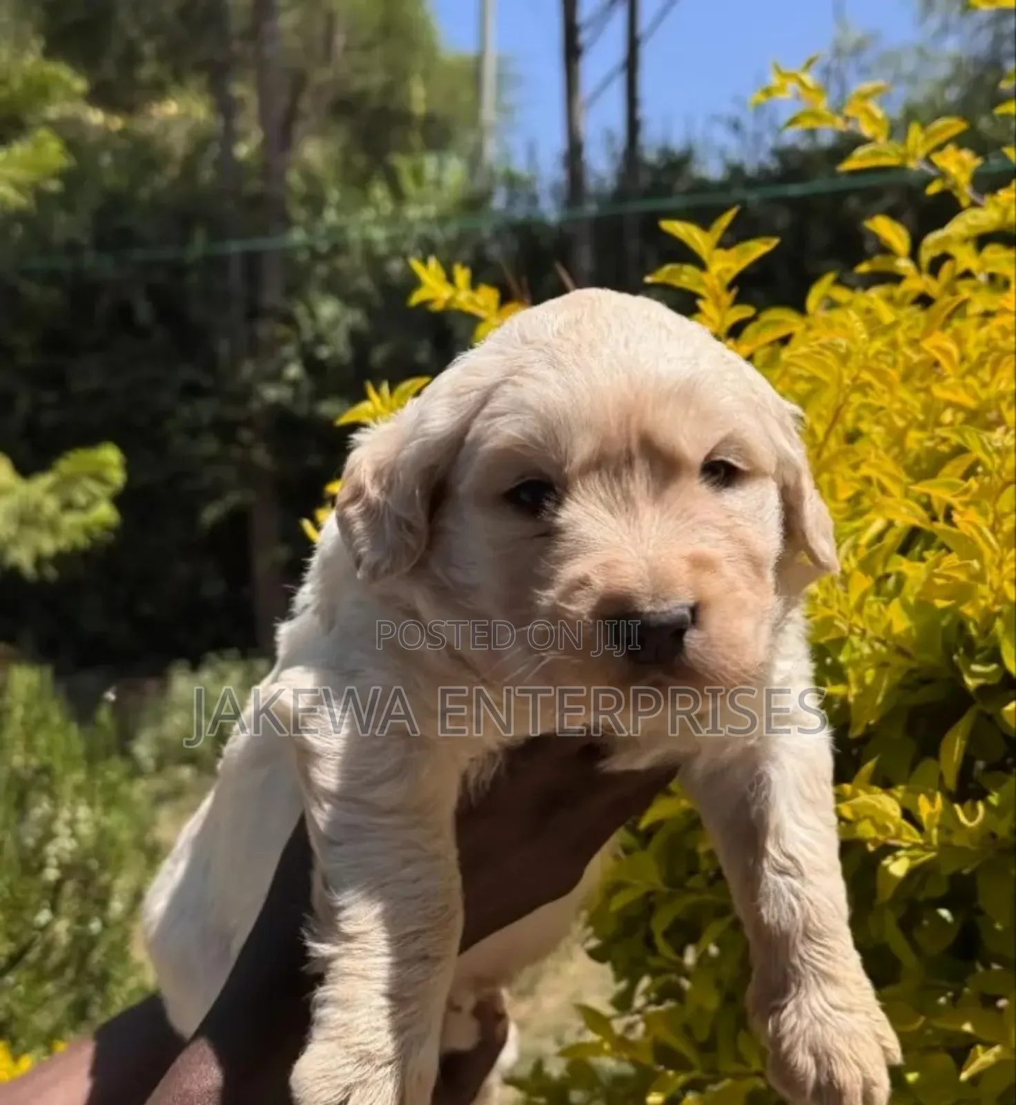 1-3 months Female Purebred Golden Retriever