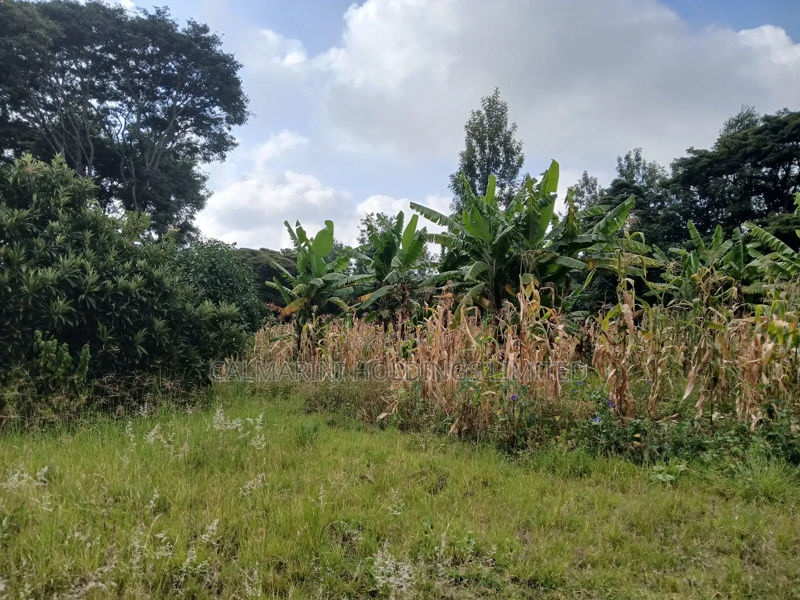 Redsoil Quarter Acre Plot Near Saitoti's Place, Kahara Rd