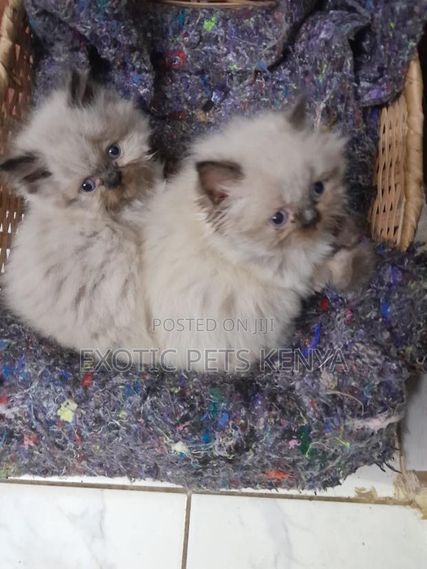 1-3 months Female Purebred Himalayan - main view