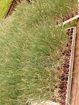 Bulb Onion Red - main view