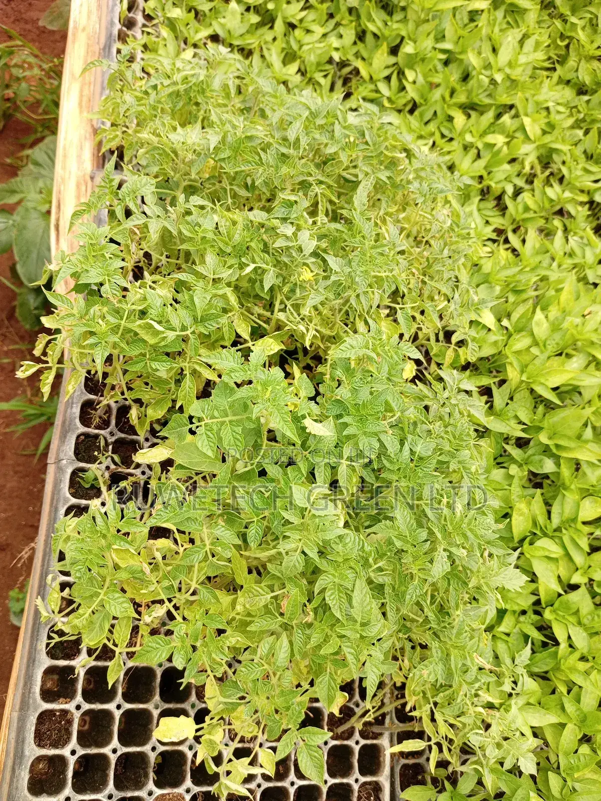 Cherry Tomatoes